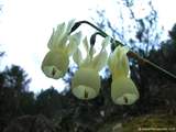 foto de flores de narciso palido, narcissus triandrus pallidulus, amarillidacea, Narciso p�lido (E.), Angel's Tears (I.), con tama�o de 160X120; ver distintas medidas disponibles a la derecha